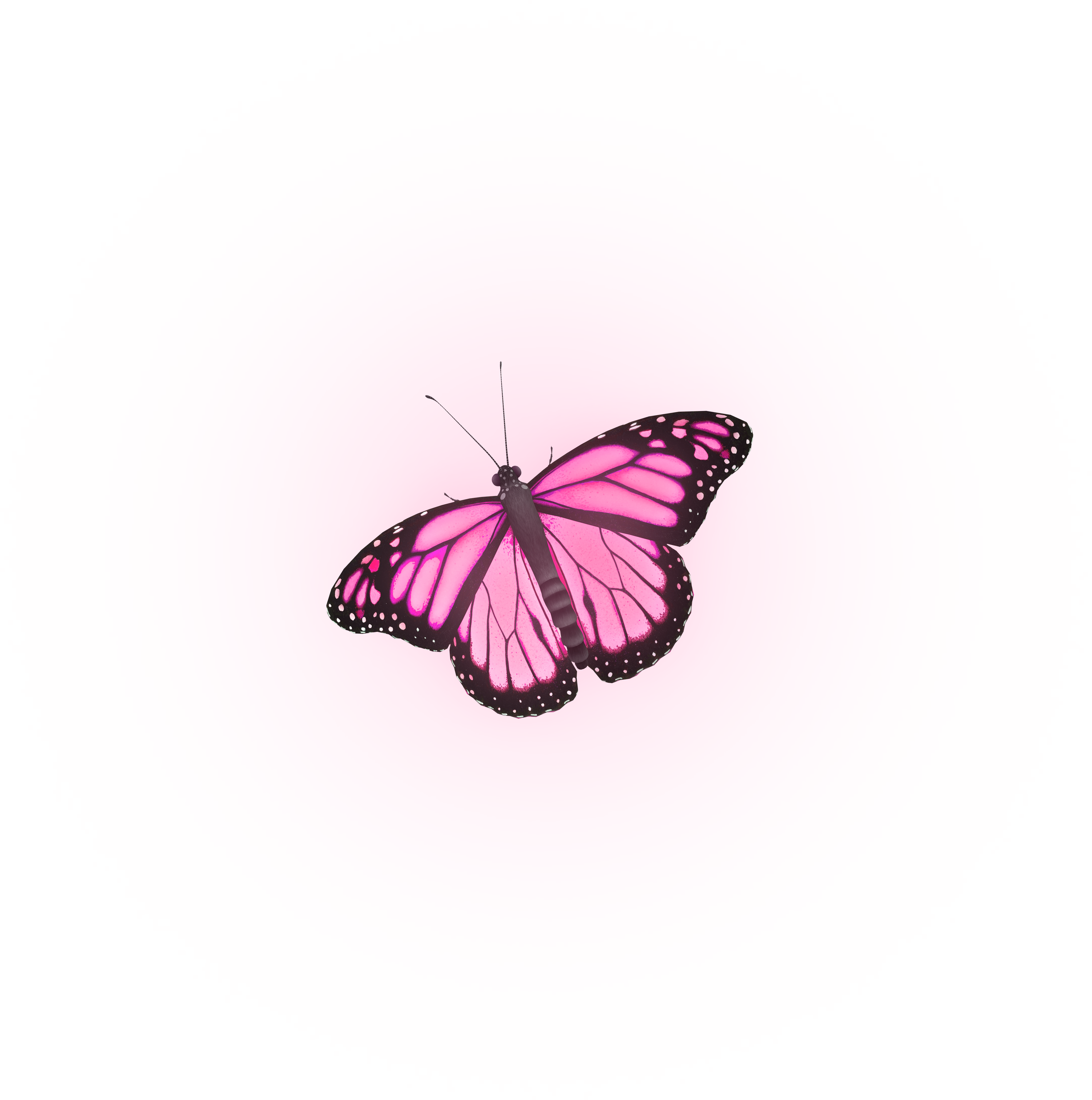 butterfly
